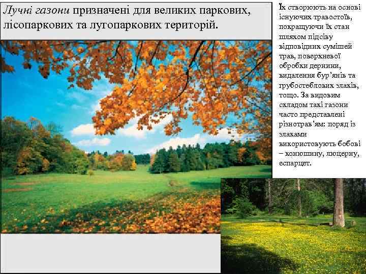Лучні газони призначені для великих паркових,  Їх створюють на основі   