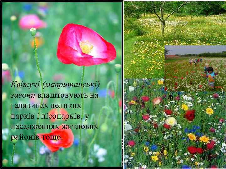 Квітучі (мавританські) газони влаштовують на галявинах великих парків і лісопарків, у насадженнях житлових районів
