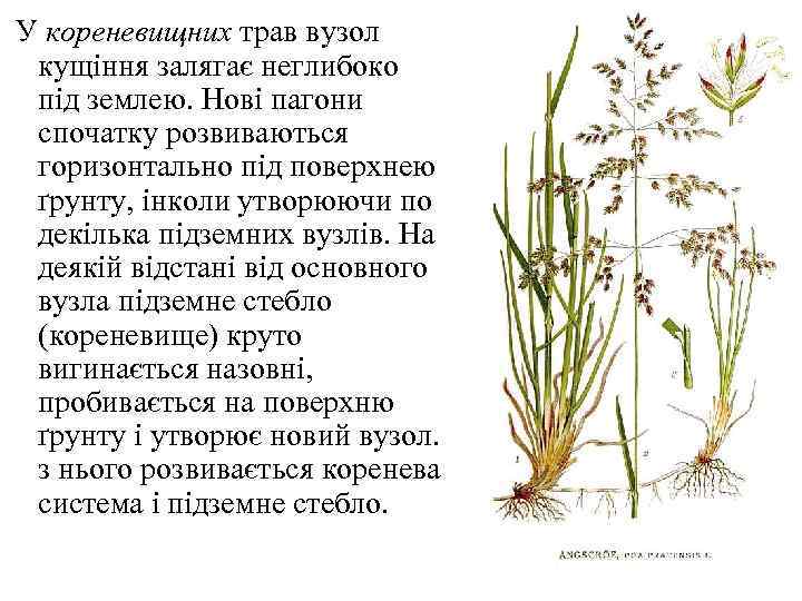 У кореневищних трав вузол кущіння залягає неглибоко під землею. Нові пагони спочатку розвиваються горизонтально