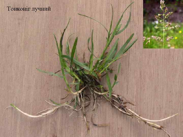 Тонконіг лучний 