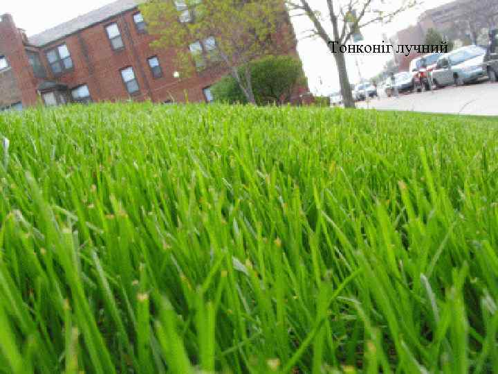 Тонконіг лучний 