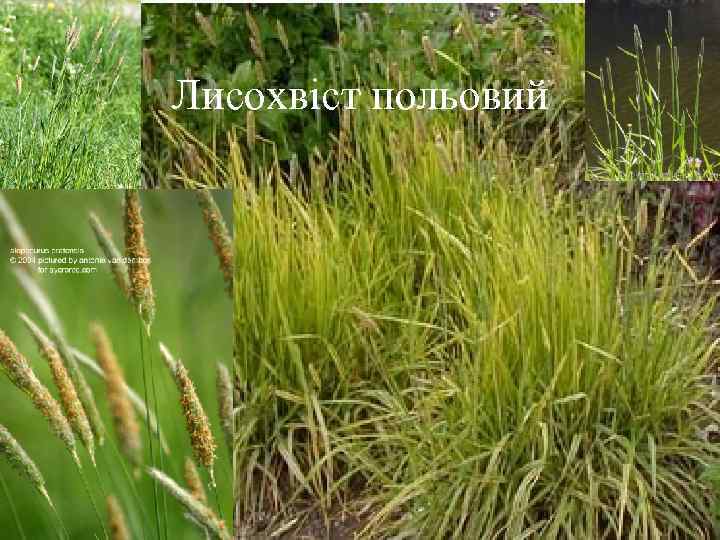 Лисохвіст польовий 