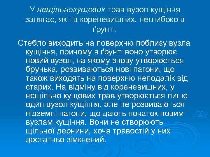  У нещільнокущових трав вузол кущіння залягає, як і в кореневищних, неглибоко в 