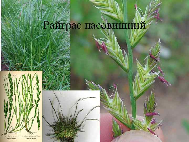 Райграс пасовищний 