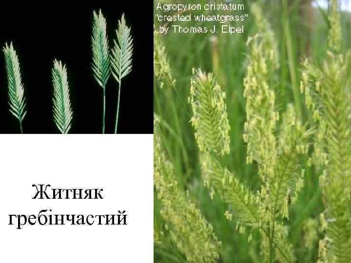  Житняк гребінчастий 