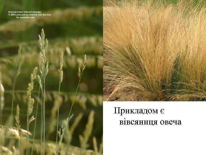 Прикладом є вівсяниця овеча 