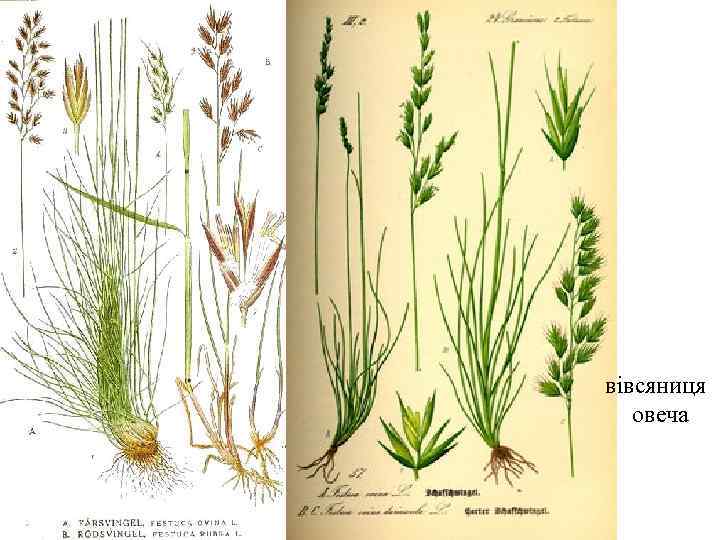 вівсяниця  овеча 