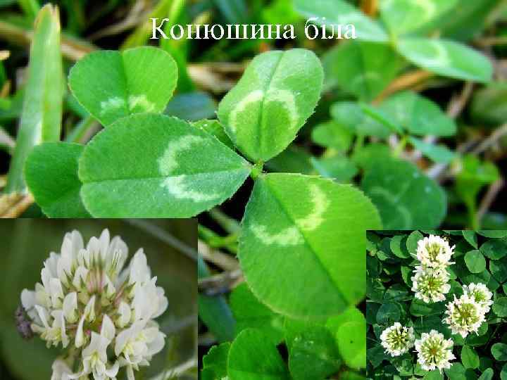 Конюшина біла 