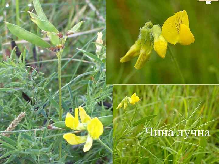 Чина лучна 
