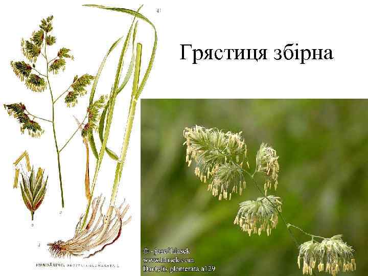 Грястиця збірна 