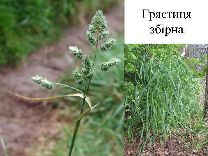 Грястиця збірна 