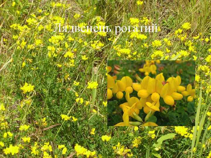 Лядвенець рогатий 