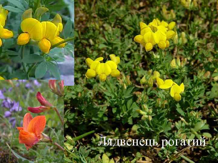 Лядвенець рогатий 