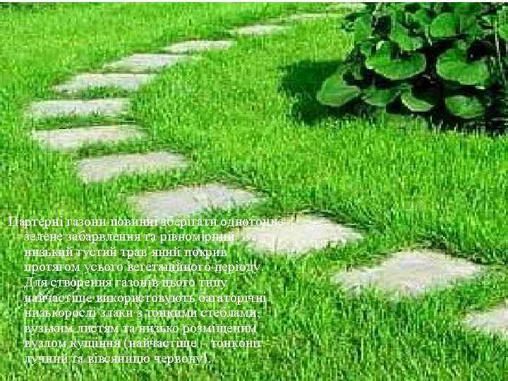 Партерні газони повинні зберігати однотонне  зелене забарвлення та рівномірний  низький густий трав’яний
