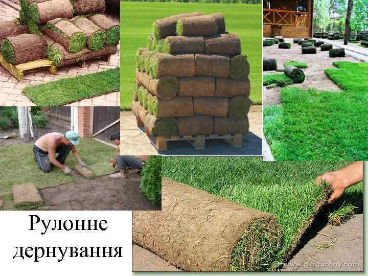  Рулонне дернування 