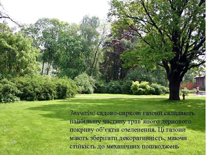 Звичайні садово-паркові газони складають найбільшу частину трав’яного дернового покриву об’єктів озеленення. Ці газони мають