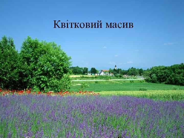 Квітковий масив 
