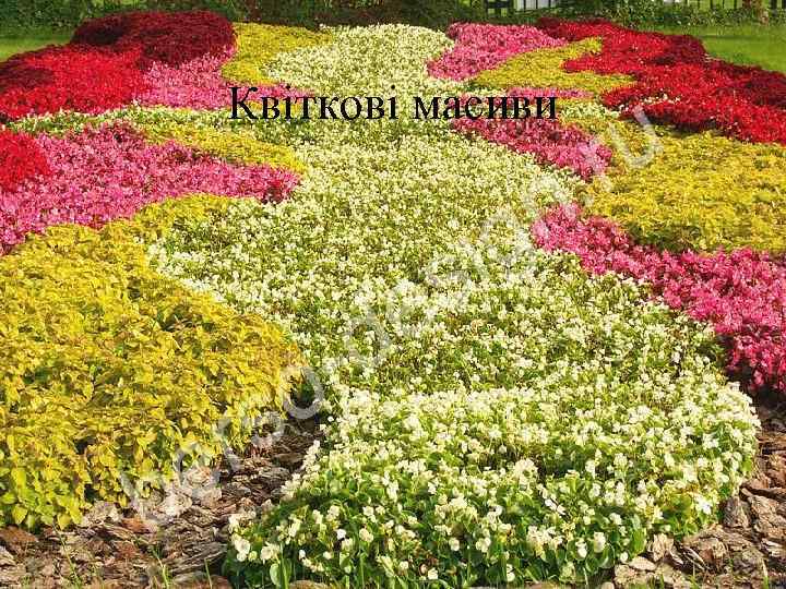 Квіткові масиви 