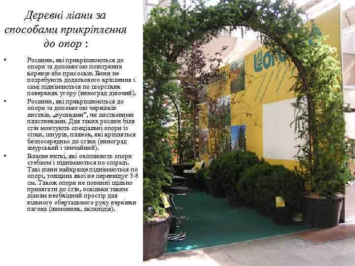   Деревні ліани за способами прикріплення  до опор :  • 