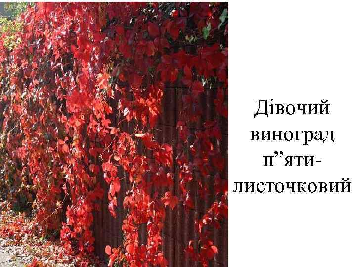  Дівочий  виноград  п”яти- листочковий 