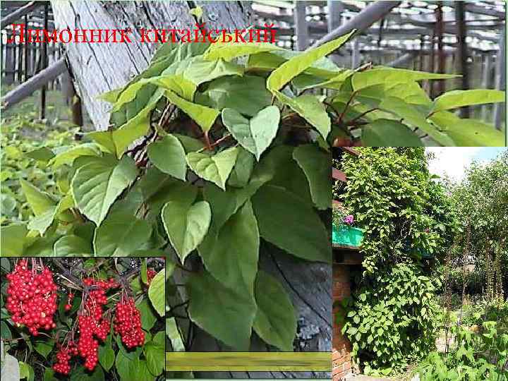 Лимонник китайський 