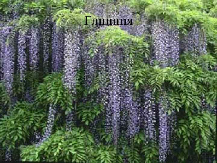 Гліцинія 