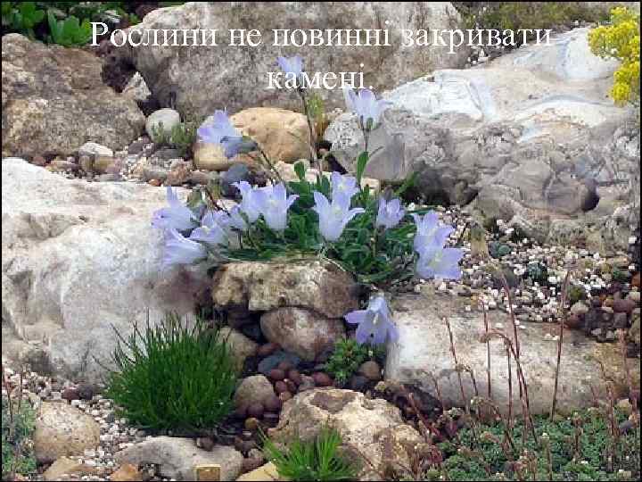 Рослини не повинні закривати  камені. 
