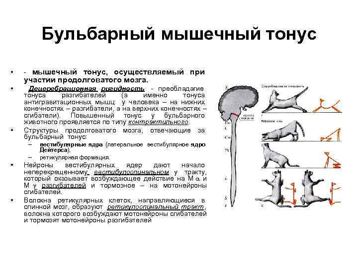    Бульбарный мышечный тонус •  - мышечный тонус, осуществляемый при участии