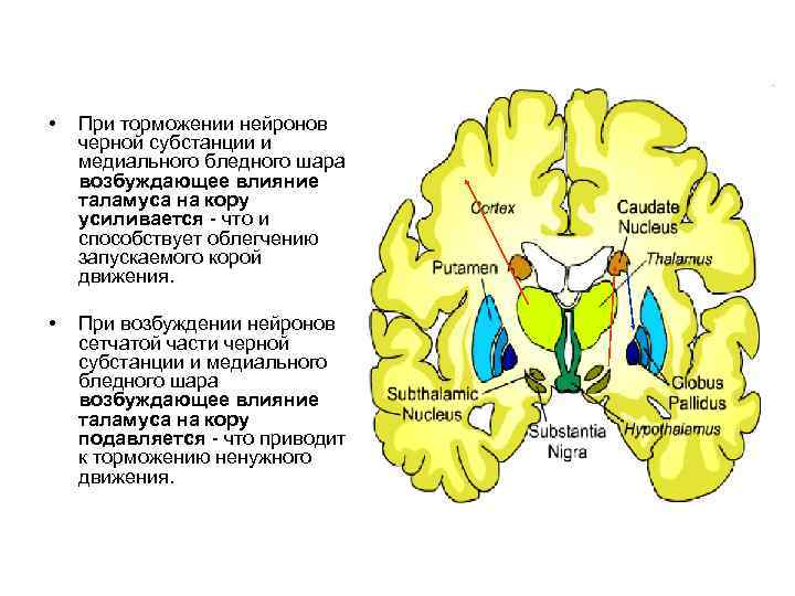  •  При торможении нейронов черной субстанции и медиального бледного шара возбуждающее влияние