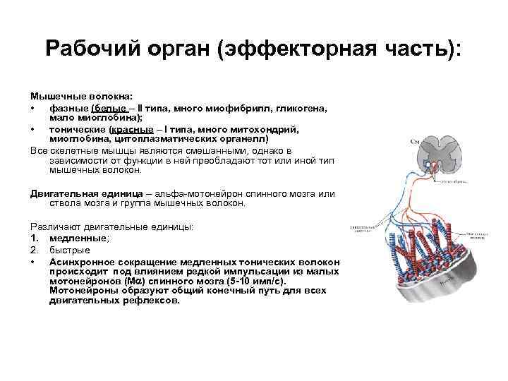  Рабочий орган (эффекторная часть): Мышечные волокна:  •  фазные (белые – II