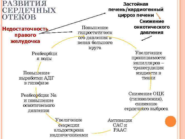 РАЗВИТИЯ       Застойная СЕРДЕЧНЫХ     