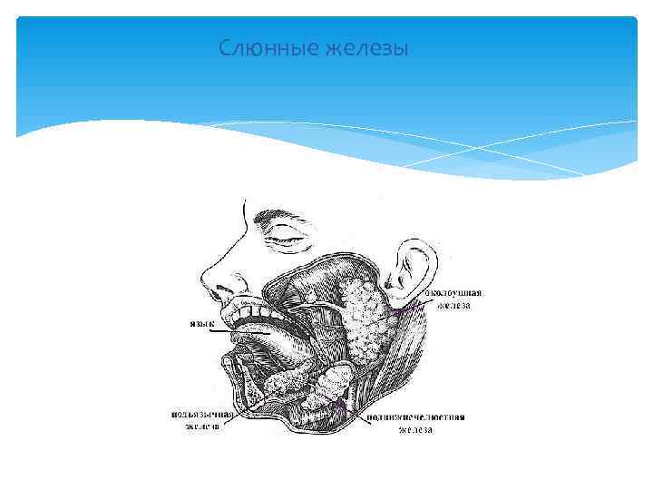 Слюнные железы 