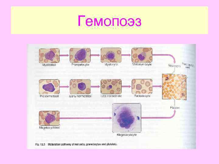 Гемопоэз Гемопоэз