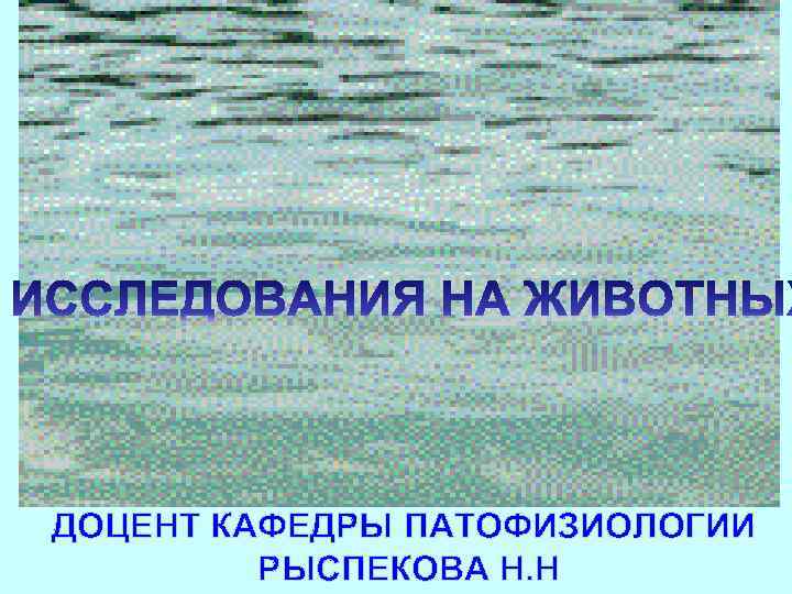 ДОЦЕНТ КАФЕДРЫ ПАТОФИЗИОЛОГИИ  РЫСПЕКОВА Н. Н 