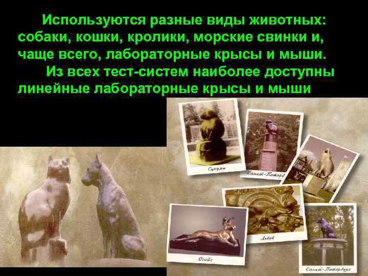   Используются разные виды животных:  собаки, кошки, кролики, морские свинки и, 