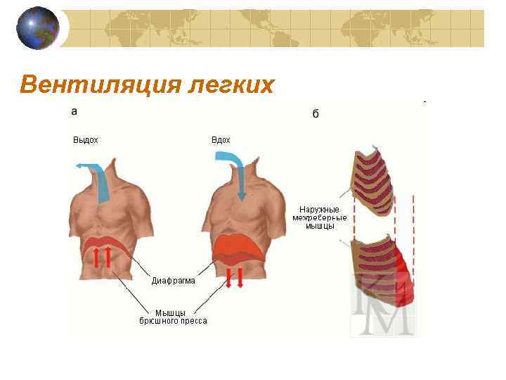 Вентиляция легких 