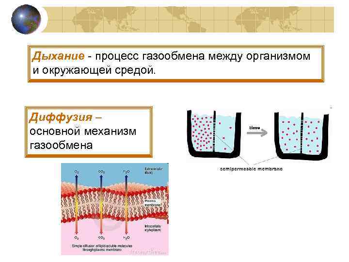 Дыхание - процесс газообмена между организмом и окружающей средой. Диффузия – основной механизм газообмена