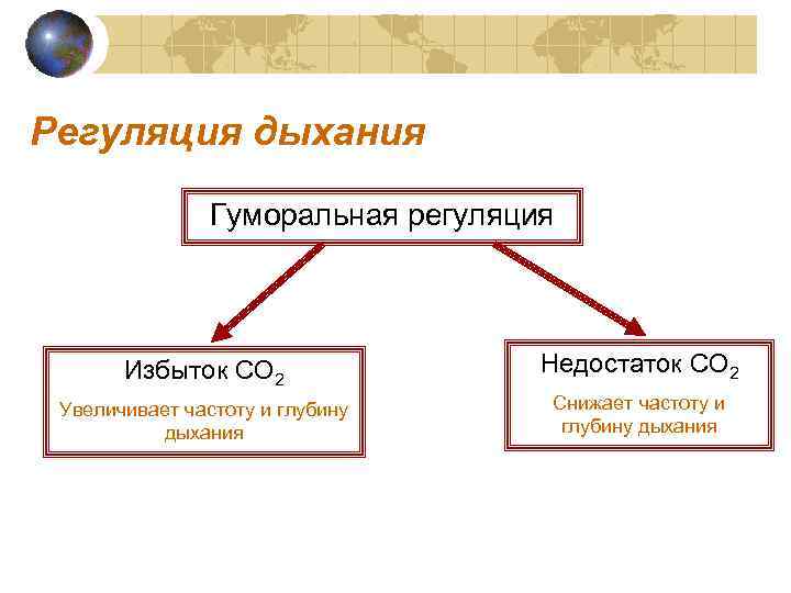 Регуляция дыхания   Гуморальная регуляция  Избыток CO 2   Недостаток CO