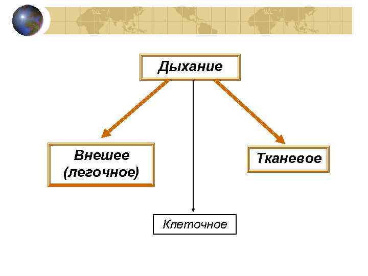    Дыхание  Внешее   Тканевое (легочное)    Клеточное