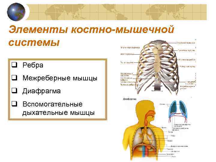 Элементы костно-мышечной системы q Ребра q Межреберные мышцы q Диафрагма q Вспомогательные  дыхательные