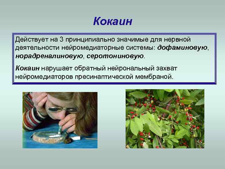      Кокаин Действует на 3 принципиально значимые для нервной деятельности