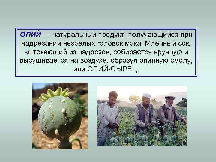 ОПИЙ — натуральный продукт, получающийся при надрезании незрелых головок мака. Млечный сок,  вытекающий