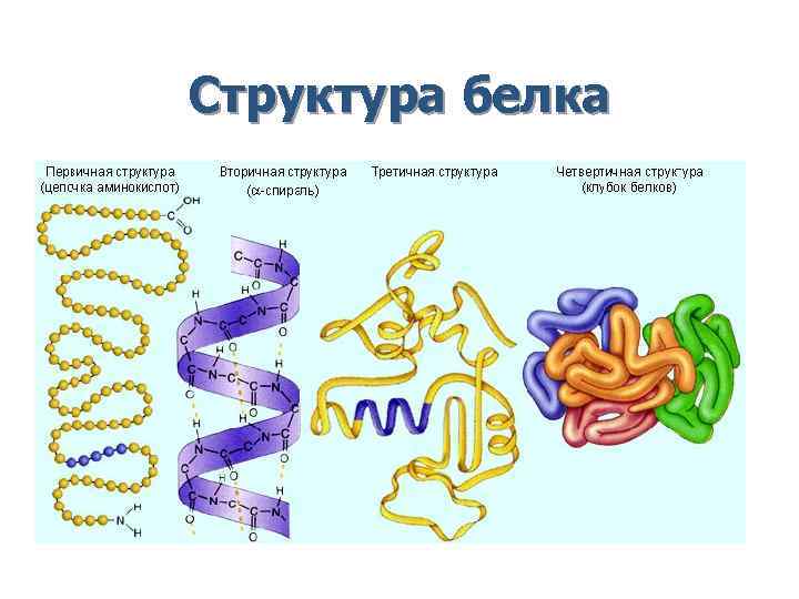 Структура белка Структура белка