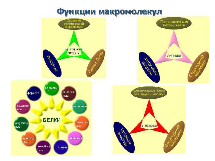 Функции макромолекул Функции макромолекул