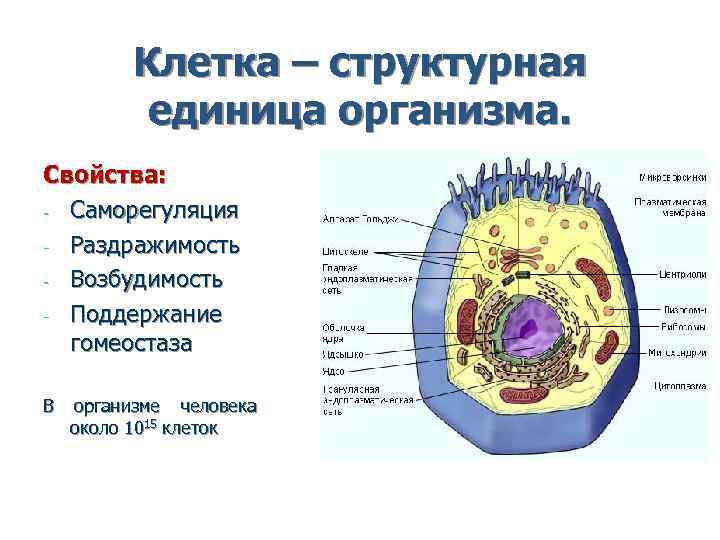 Клетка – структурная единица организма. Свойства: - Саморегуляция - Раздражимость Клетка – структурная единица организма. Свойства: - Саморегуляция - Раздражимость