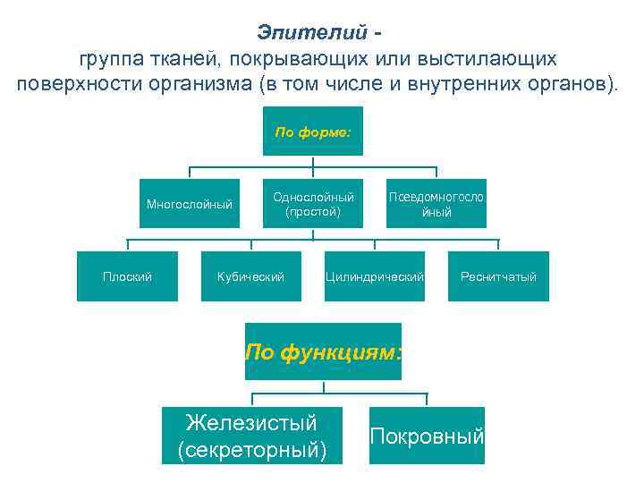 Эпителий - группа тканей, покрывающих или выстилающих поверхности организма Эпителий - группа тканей, покрывающих или выстилающих поверхности организма