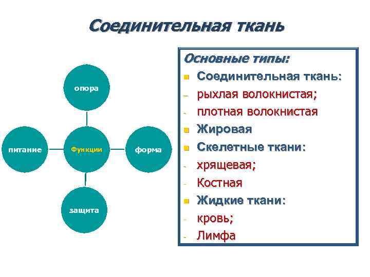 Соединительная ткань Основные типы: Соединительная ткань Основные типы: