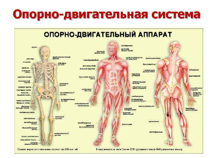 Опорно-двигательная система Опорно-двигательная система
