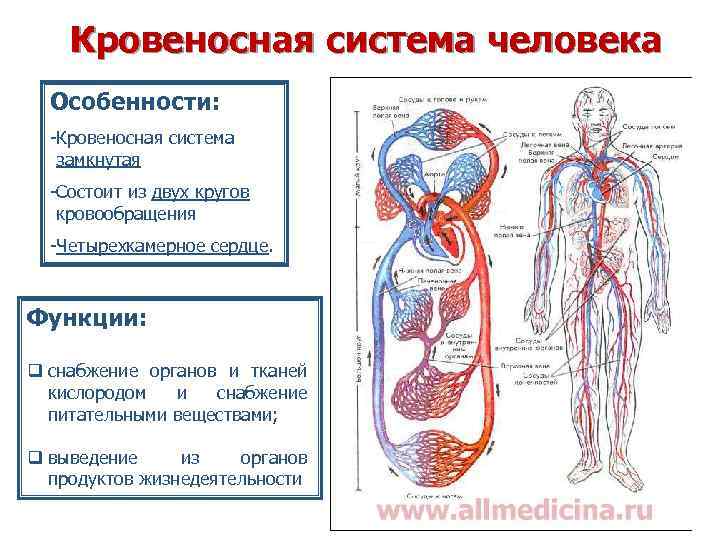 Основные функции кровообращения. Кровеносная система организма человека строение и функции. Строение и функции кровеносной системы. Органы из которых состоит кровеносная система и функции. Особенности строения кровеносной системы человека.