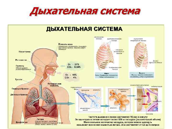 Дыхательная система Дыхательная система